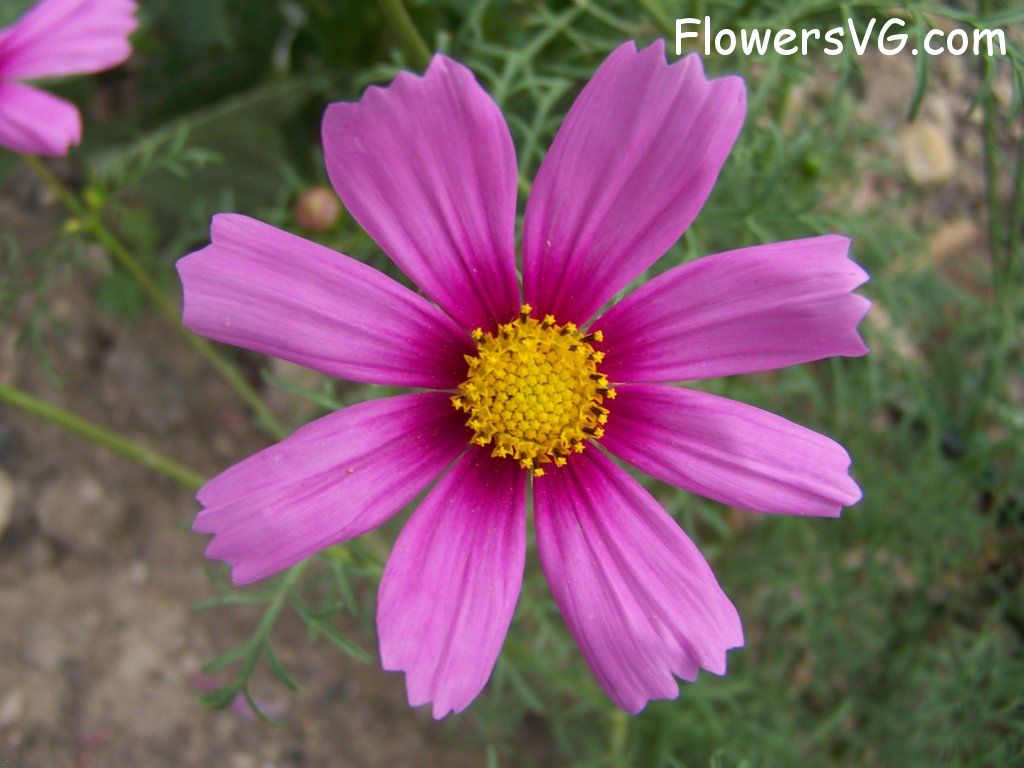 daisy flower Photo abflowers9053.jpg