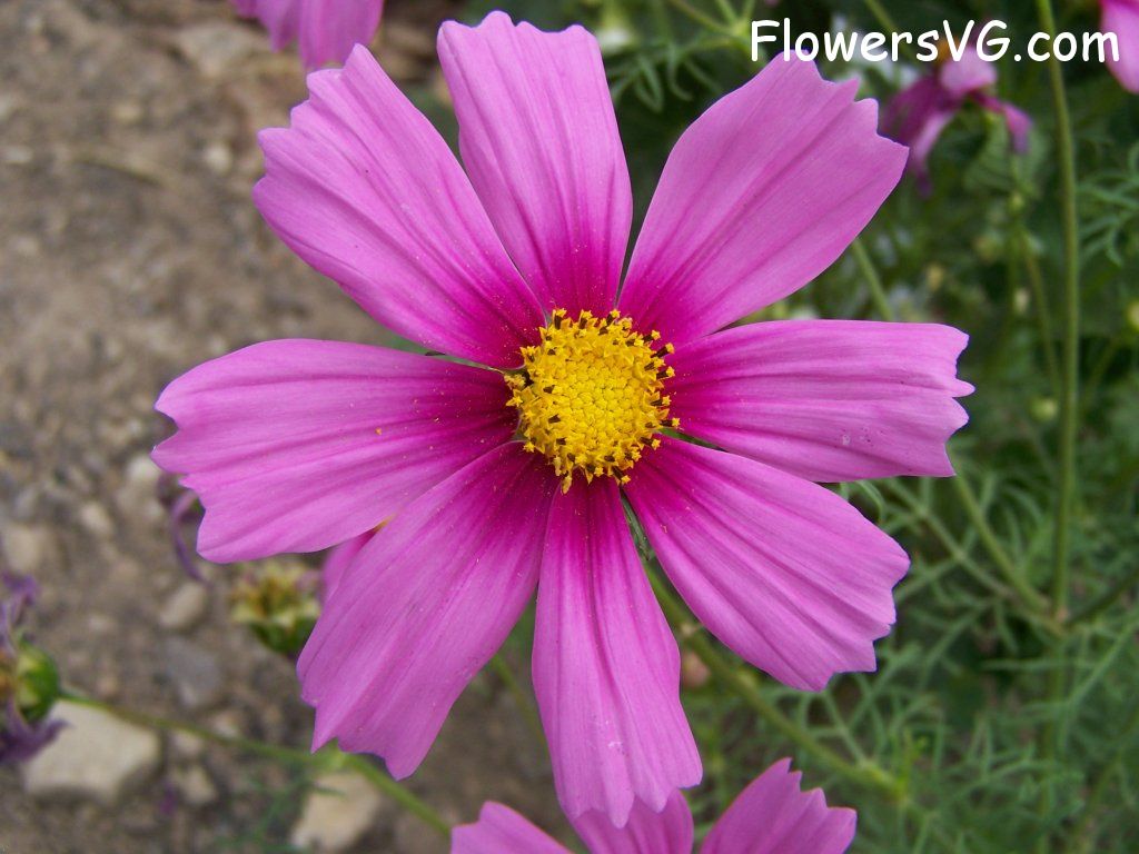 daisy flower Photo abflowers9054.jpg