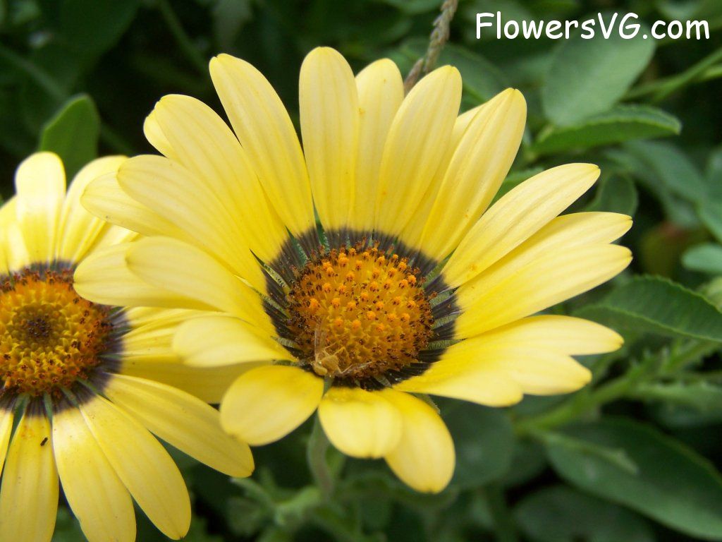 daisy flower Photo abflowers9215.jpg