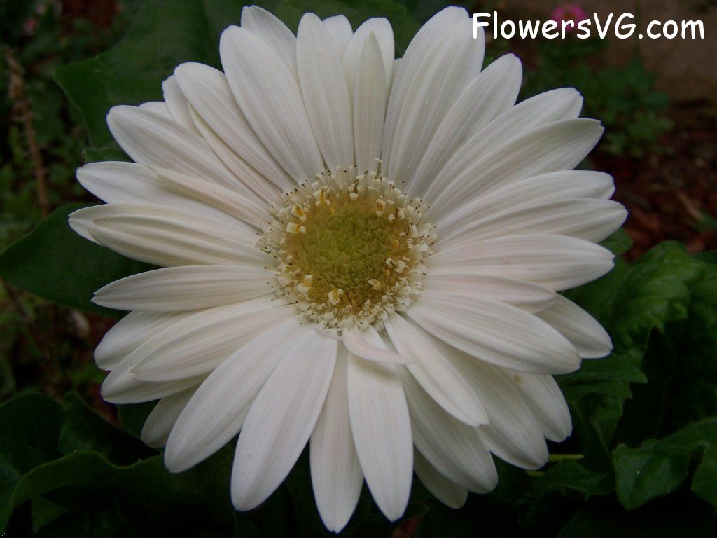 daisy flower Photo abflowers9371.jpg