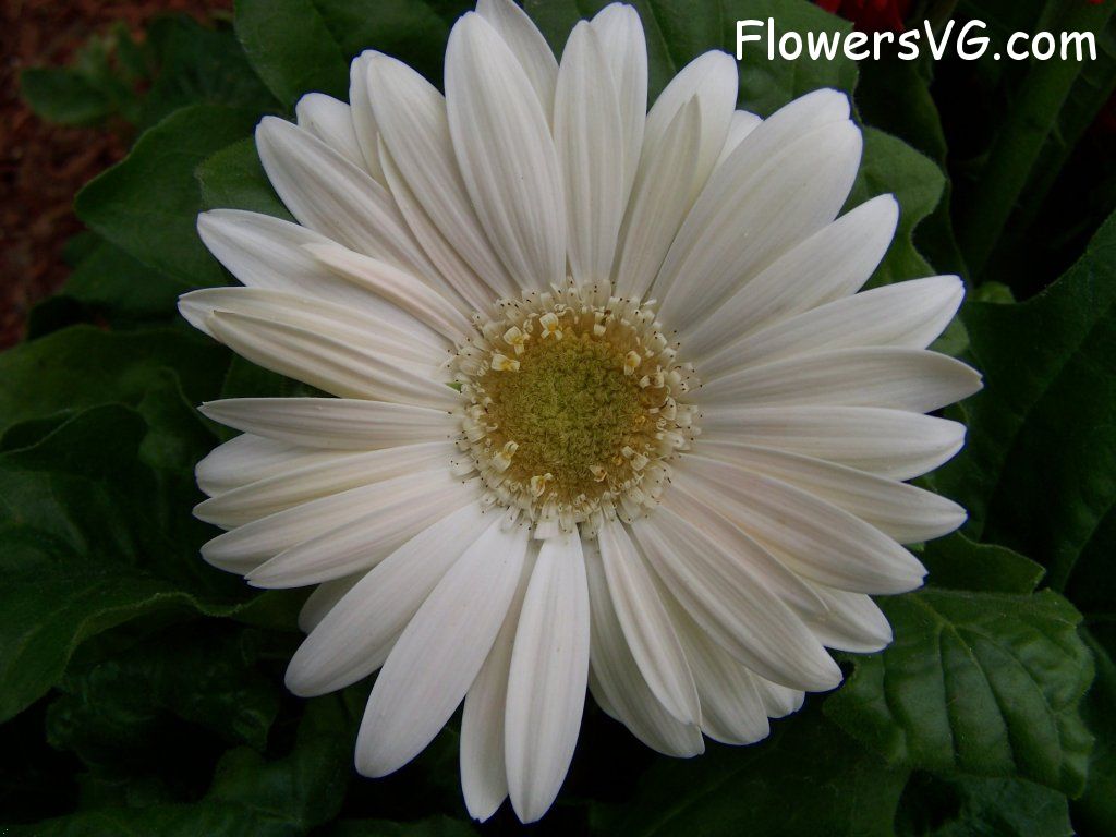 daisy flower Photo abflowers9386.jpg