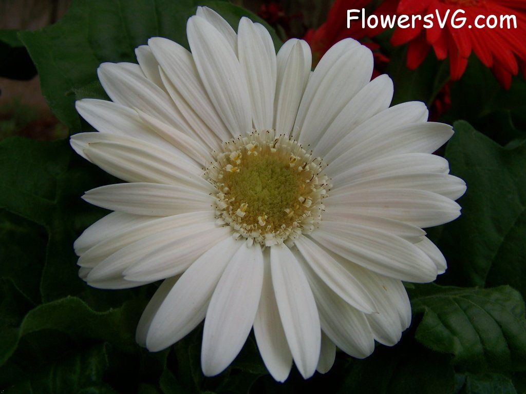 daisy flower Photo abflowers9387.jpg