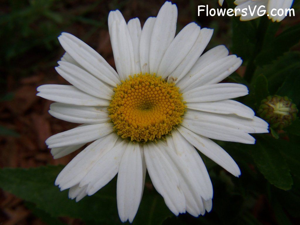 daisy flower Photo abflowers9590.jpg