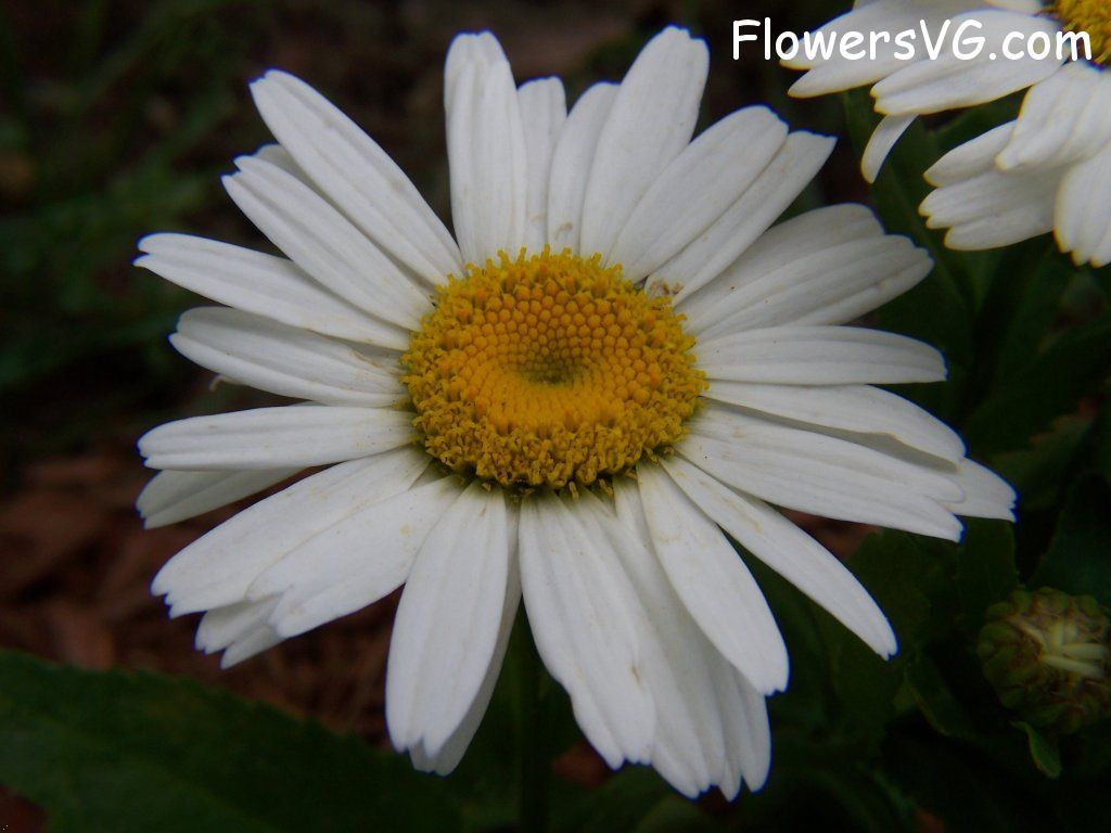 daisy flower Photo abflowers9593.jpg