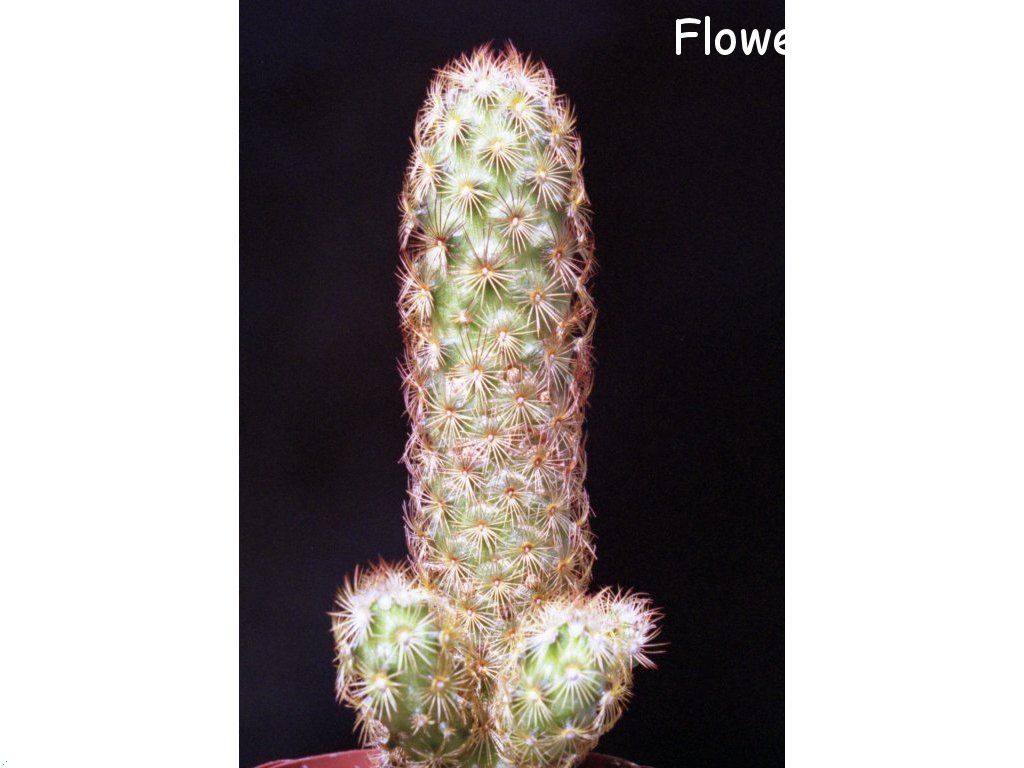Photo cactus12a04.jpg
