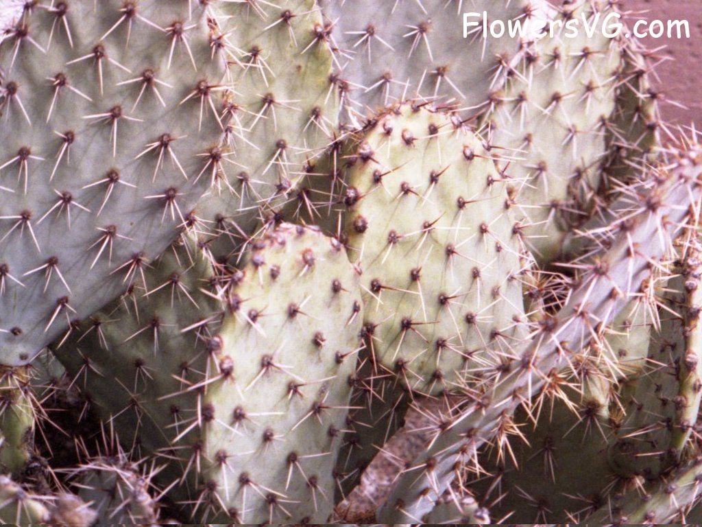 Photo cactus13a07.jpg