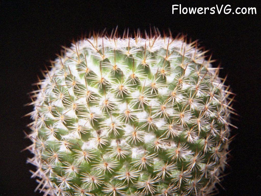 Photo cactus8a01.jpg