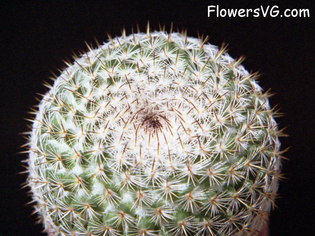 Photo cactus8a02.jpg