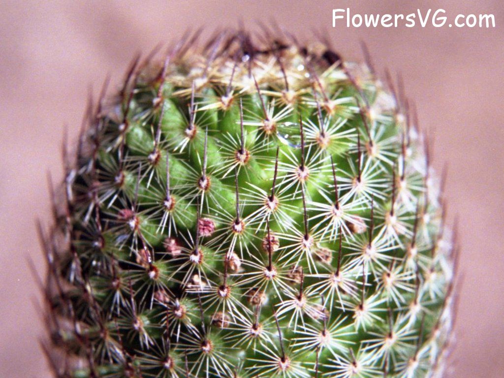 Photo cactus8a06.jpg
