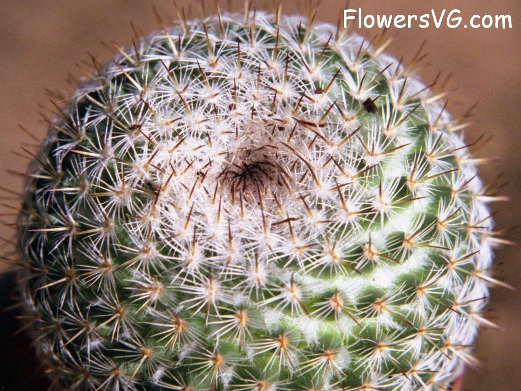 Photo cactus8a08.jpg
