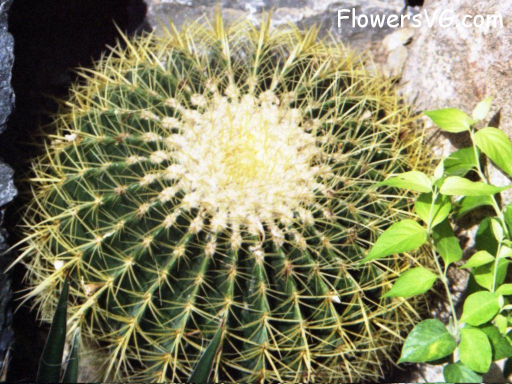 Photo cactus9a02.jpg