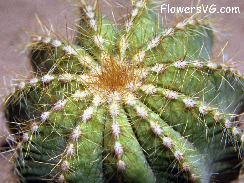Photo cactus9a14.jpg