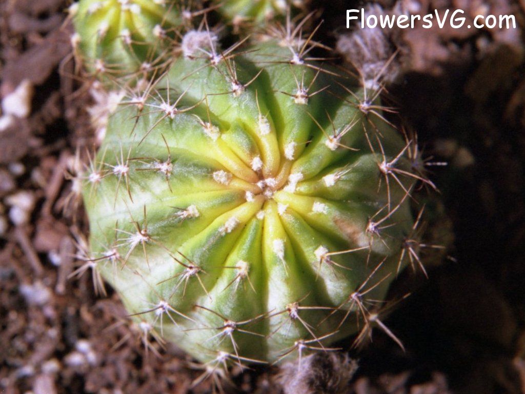 Photo cactus9a17.jpg