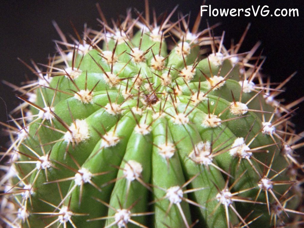 Photo cactus9a18.jpg