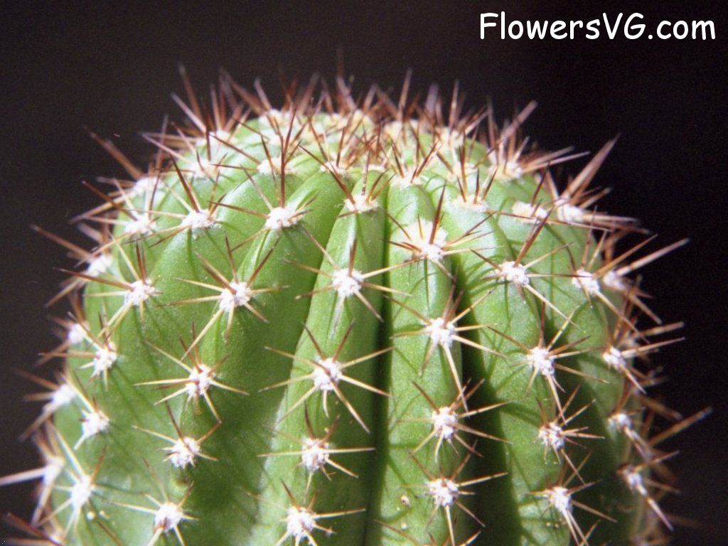 Photo cactus9a19.jpg