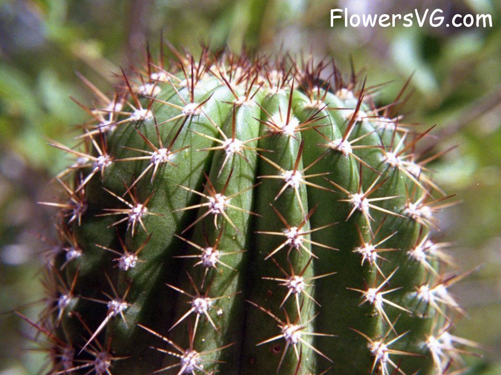 Photo cactus9a21.jpg
