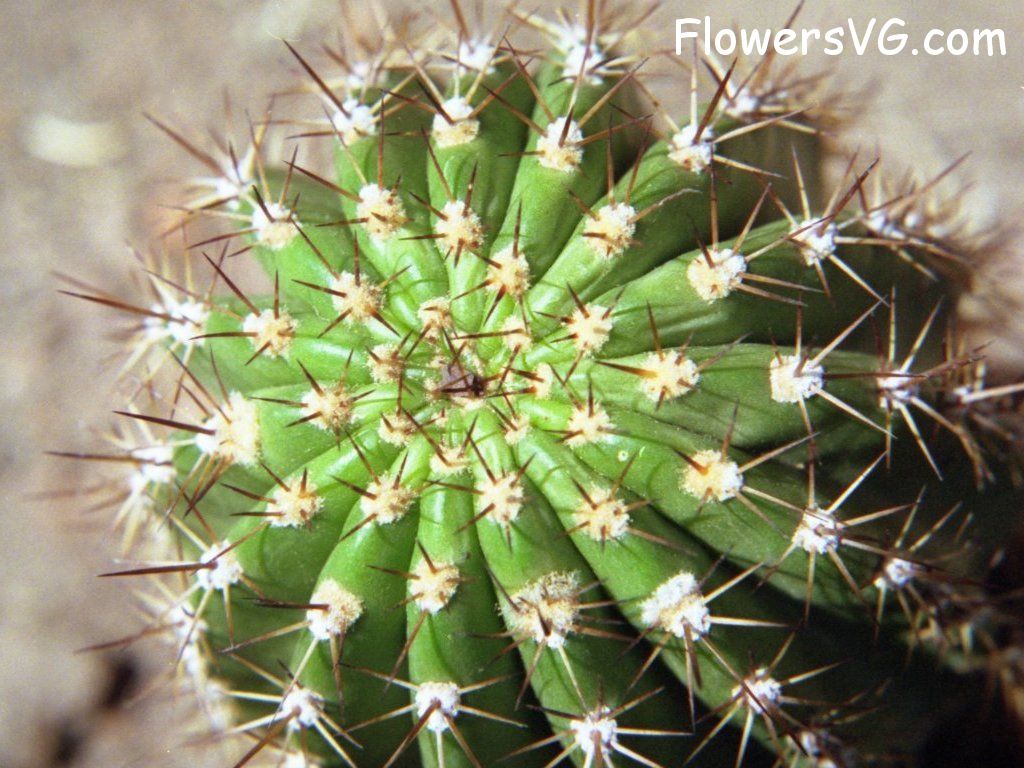 Photo cactus9a22.jpg