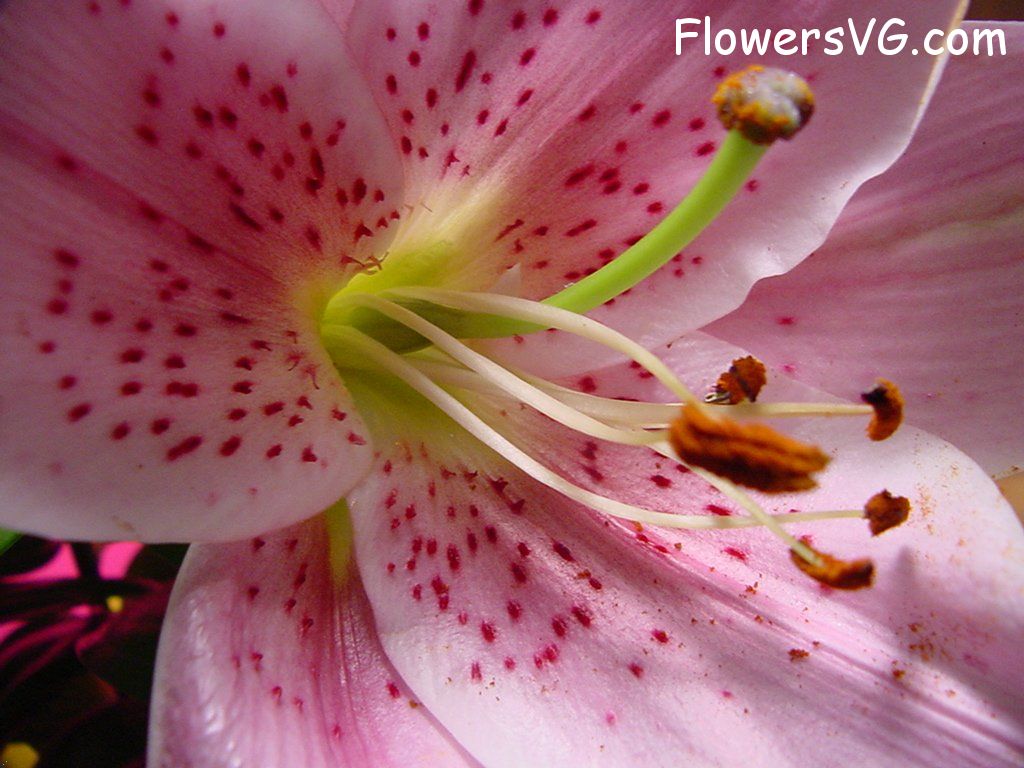 lily flower Photo flower059.jpg