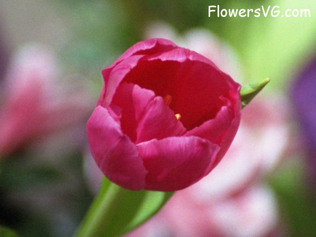 tulip flower Photo flower277.jpg