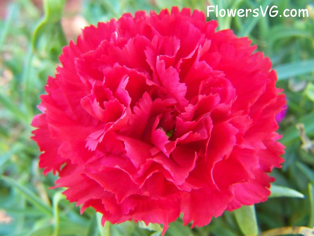 carnation flower Photo flowers_pics_3880.jpg
