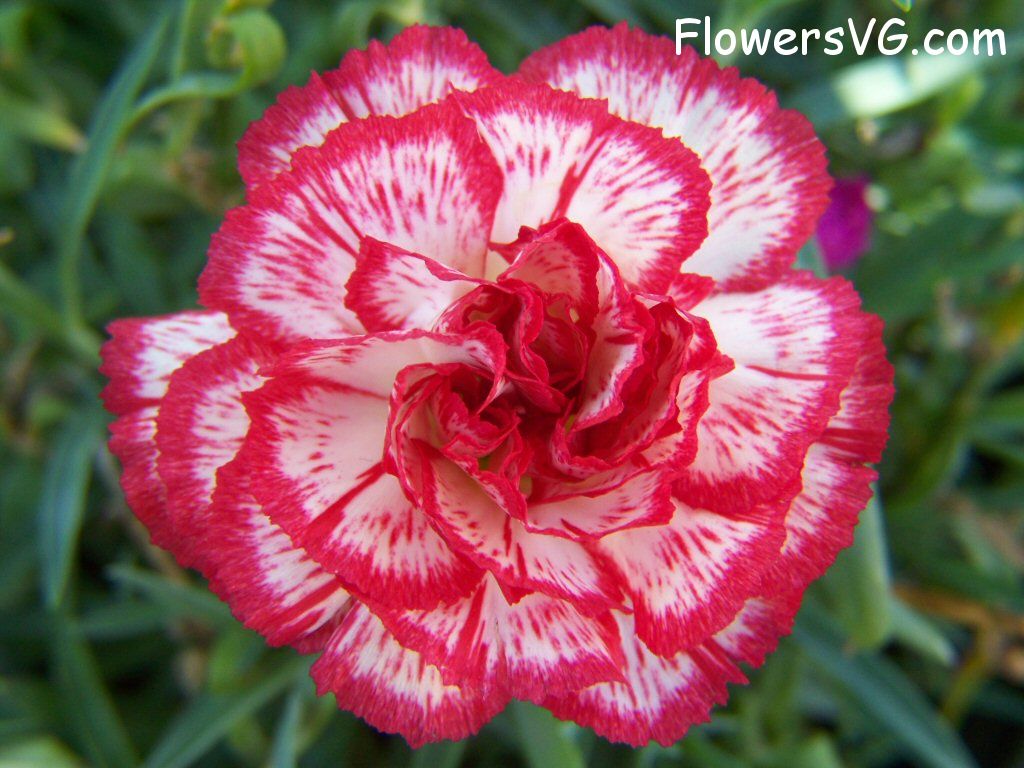 carnation flower Photo flowers_pics_3890.jpg