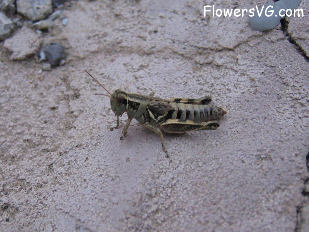 Photo grasshopper021.jpg