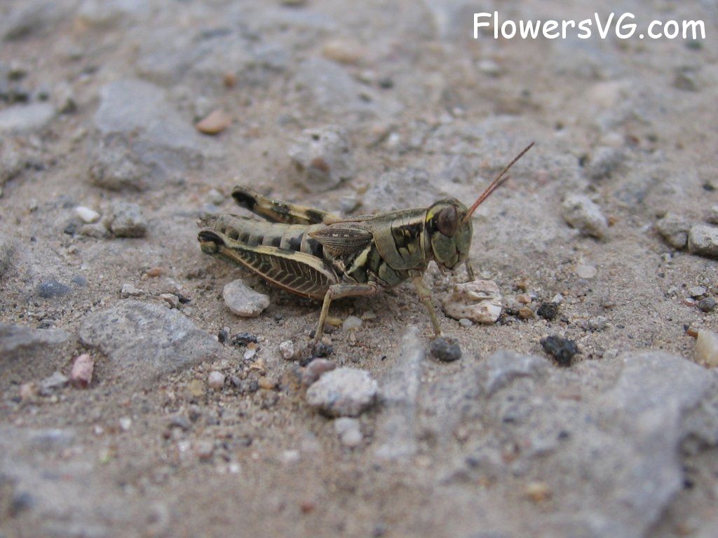 Photo grasshopper022.jpg