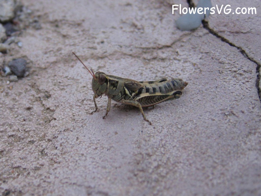 Photo grasshopper027.jpg