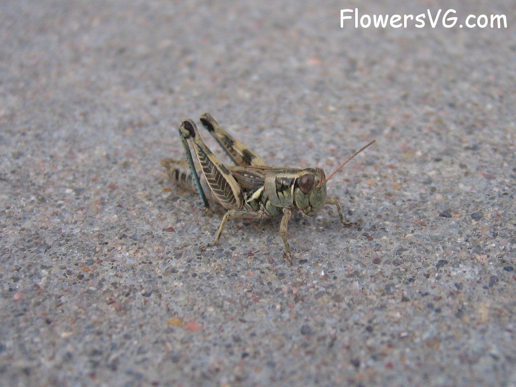 Photo grasshopper028.jpg