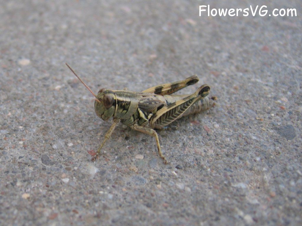 Photo grasshopper029.jpg