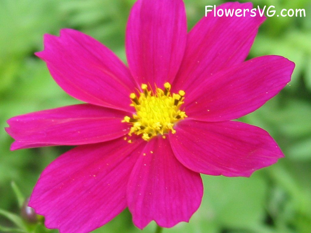 daisy flower Photo mflowers256.jpg