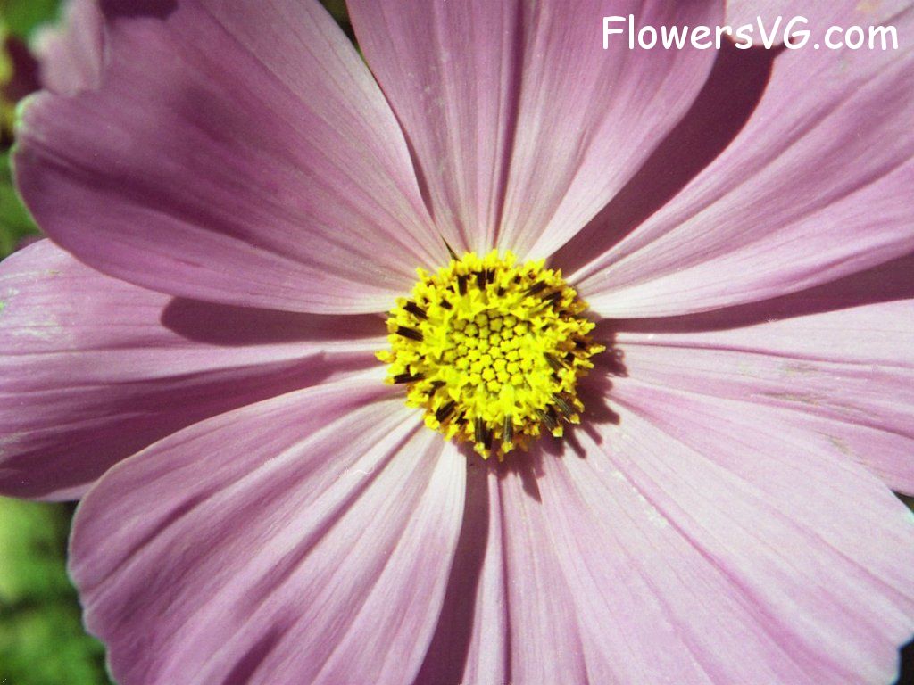 daisy flower Photo n0flower375.jpg