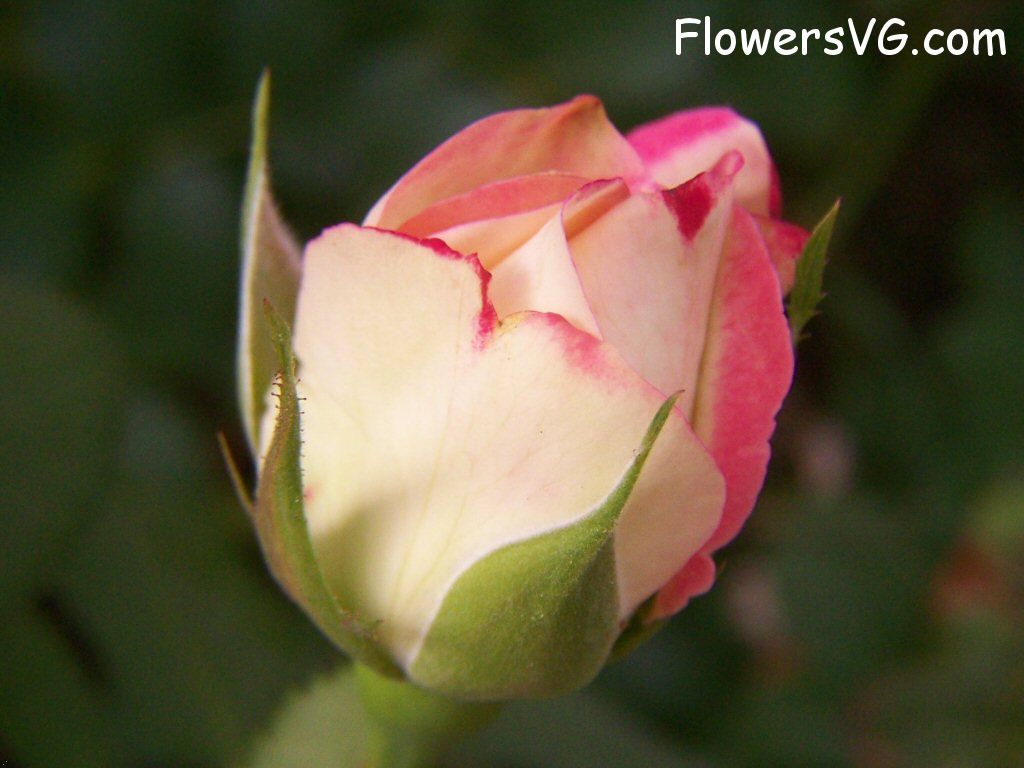 rose_bright_red_white_small_garden_flower photo
