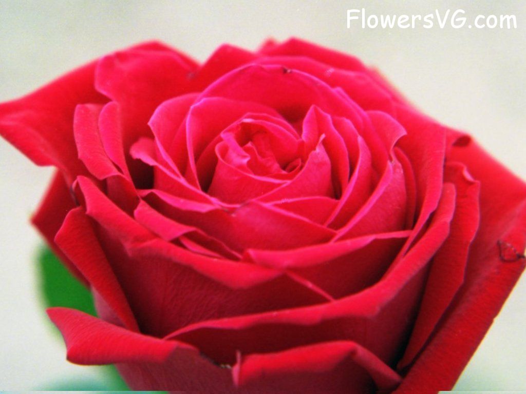 rose_red_flower_bloomed_closeup photo