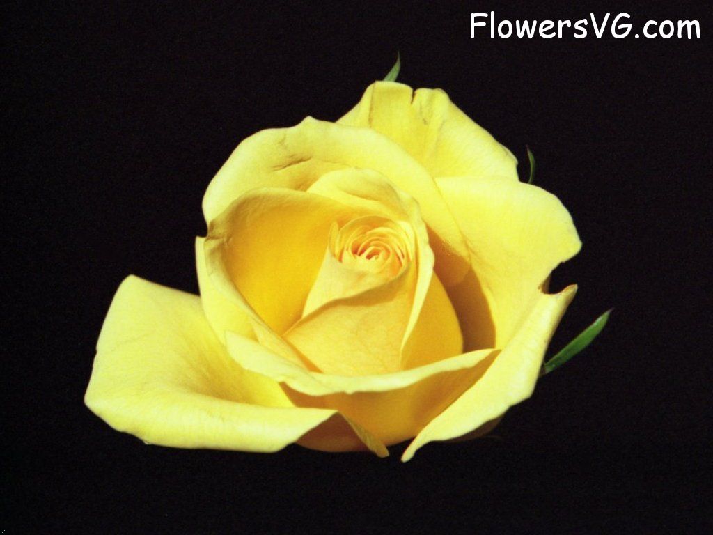 rose_yellow_cut_single_bloom_flower photo