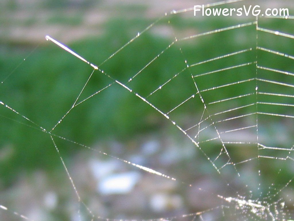 Photo spiderweb004.jpg