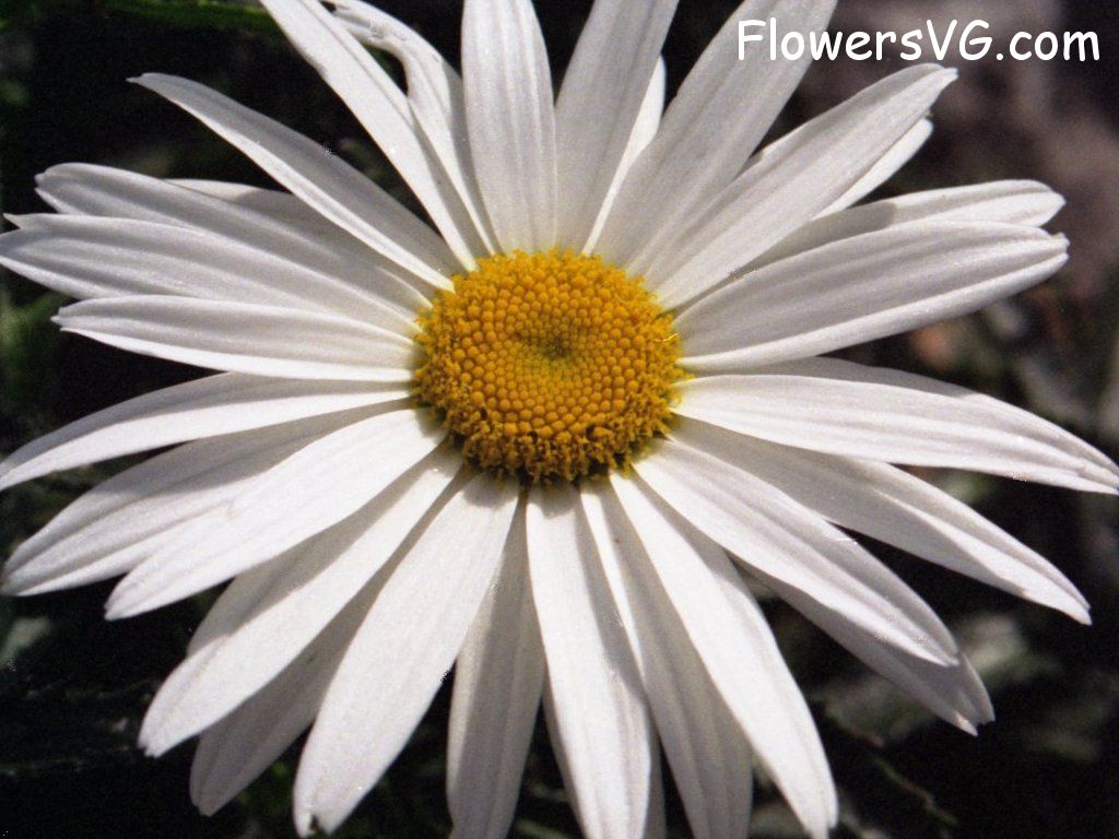 daisy flower Photo whitedaisy03.jpg