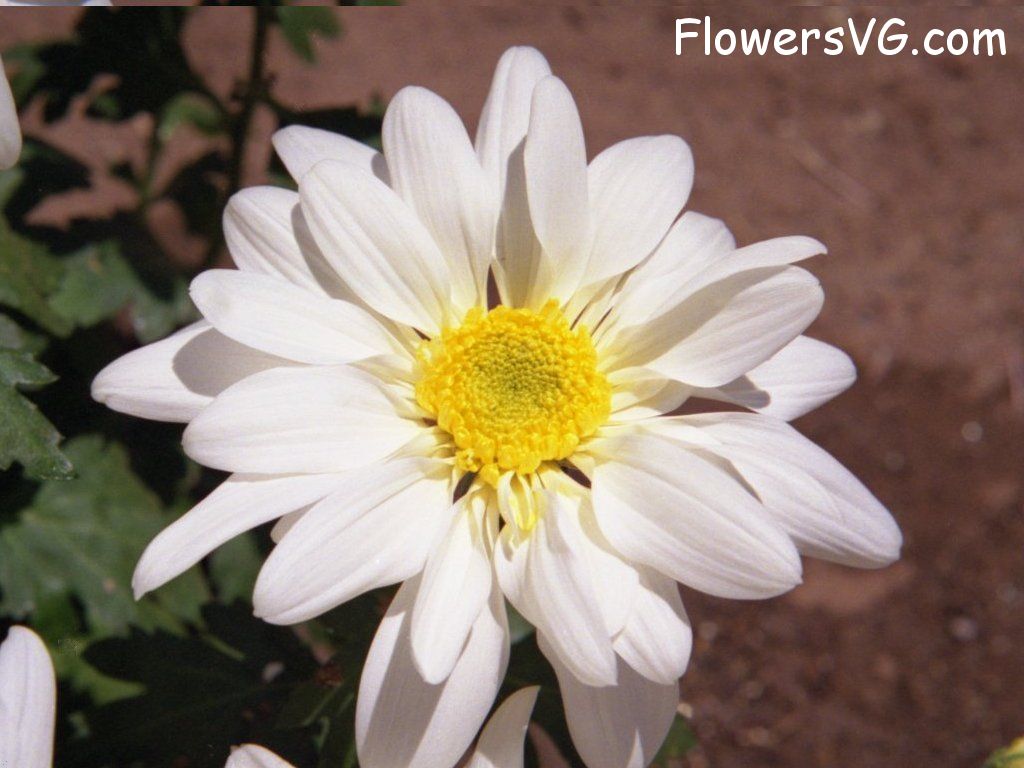 daisy flower Photo whitedaisy07.jpg