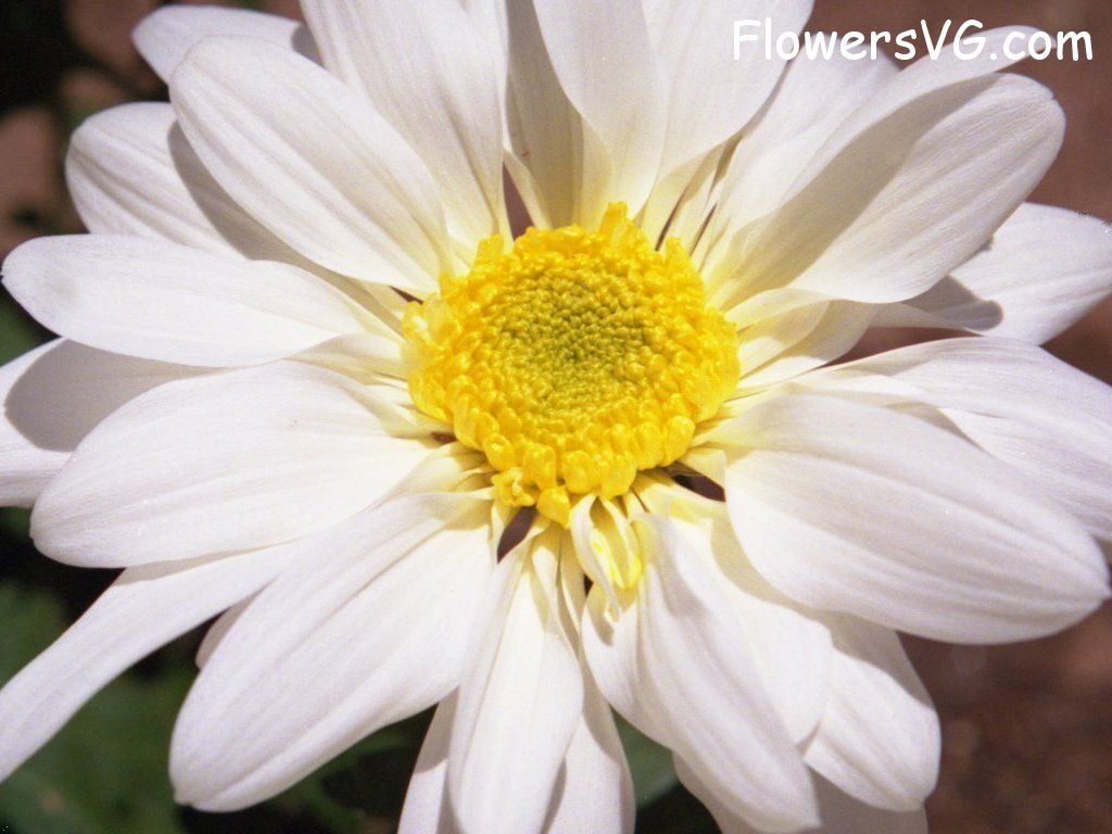 daisy flower Photo whitedaisy09.jpg