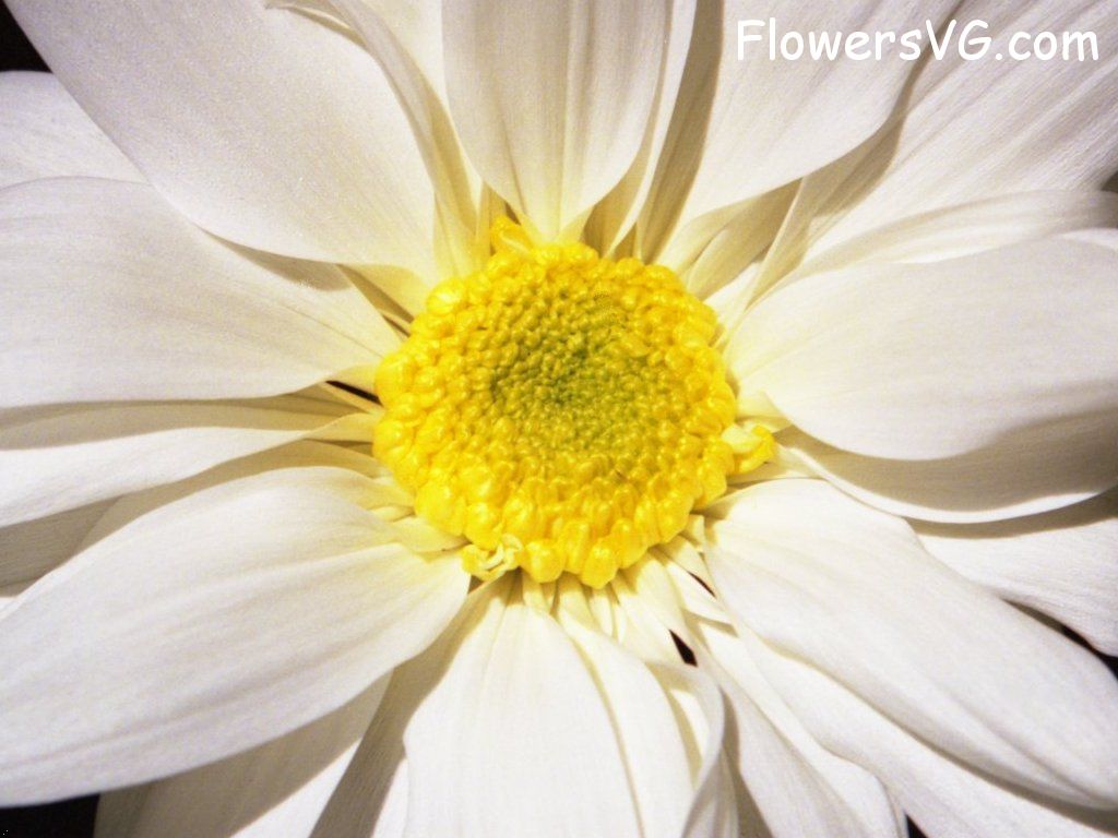 daisy flower Photo whitedaisy15.jpg