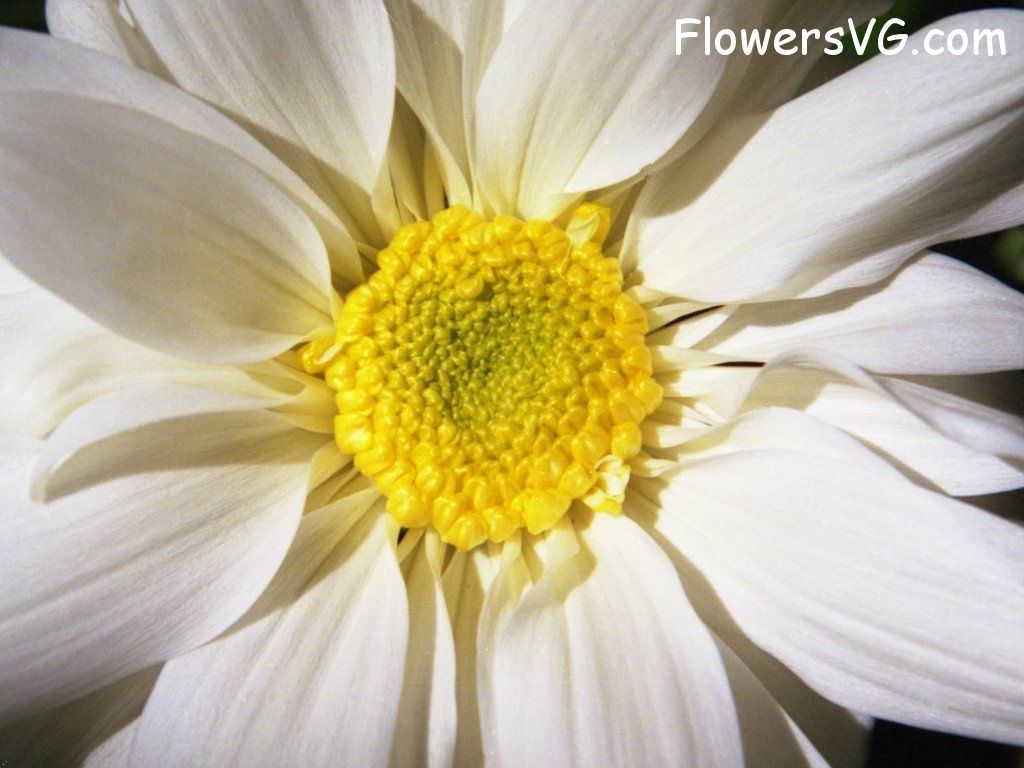 daisy flower Photo whitedaisy16.jpg