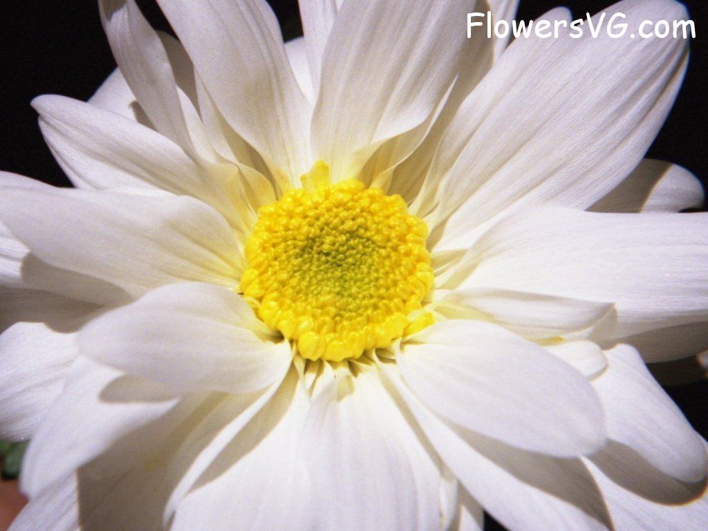 daisy flower Photo whitedaisy17.jpg