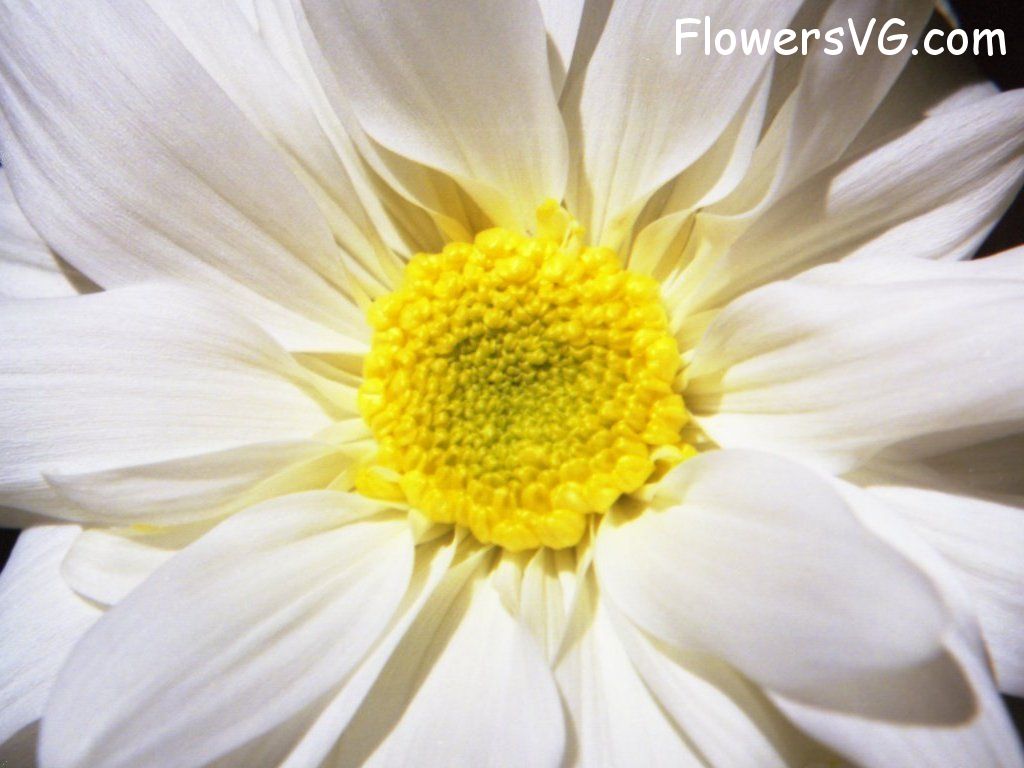 daisy flower Photo whitedaisy18.jpg