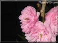 cherry blossom picture