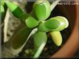  succulent picture