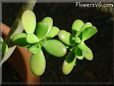  succulent picture