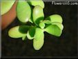  succulent picture